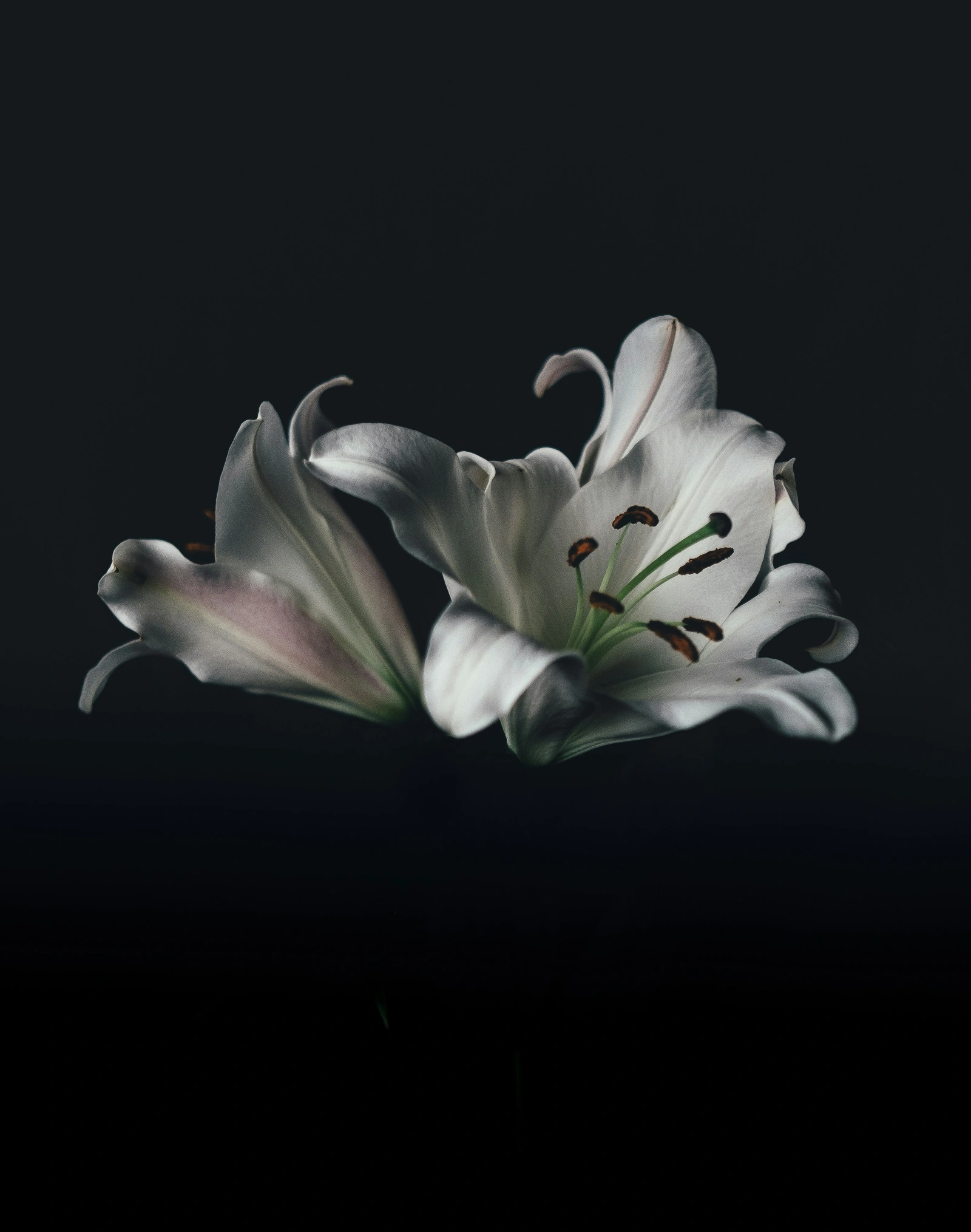 White oriental lily flower phot on dark background